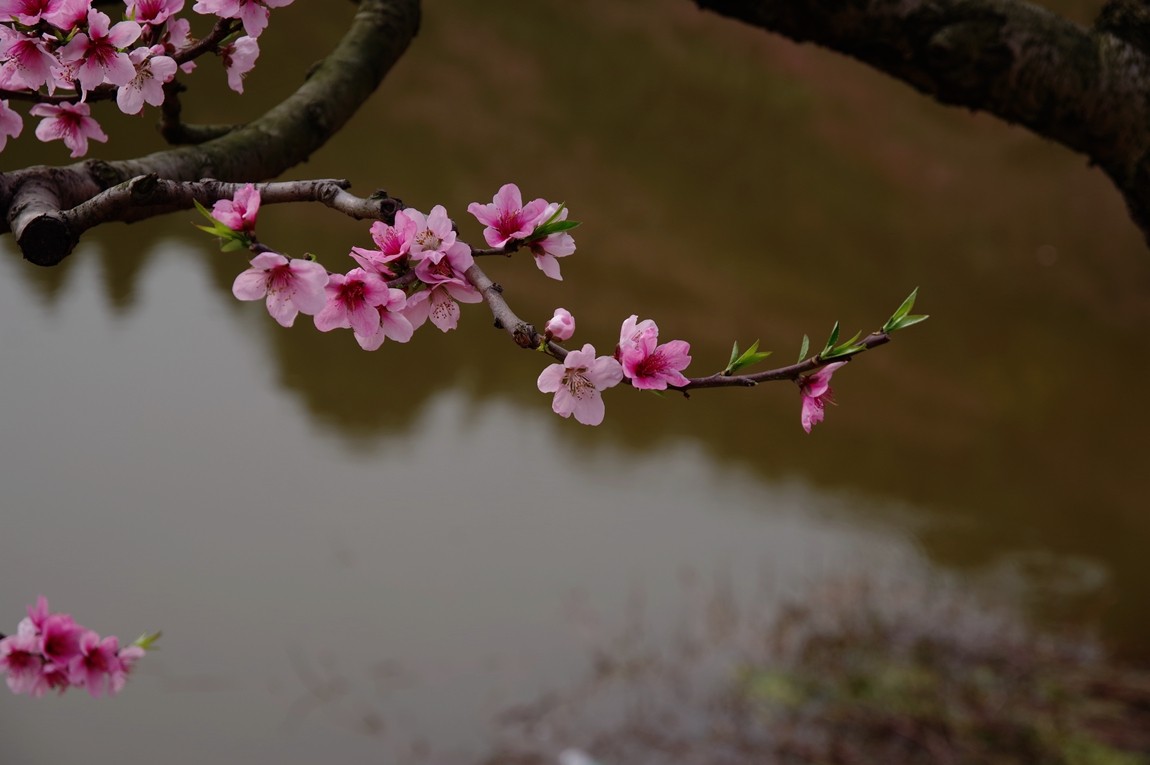 春日探访成都龙泉桃花沟【5】