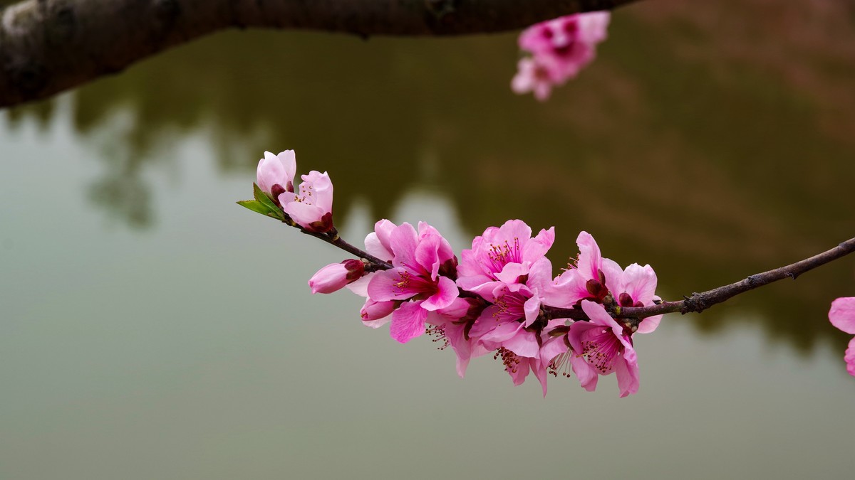 春日探访成都龙泉桃花沟【5】