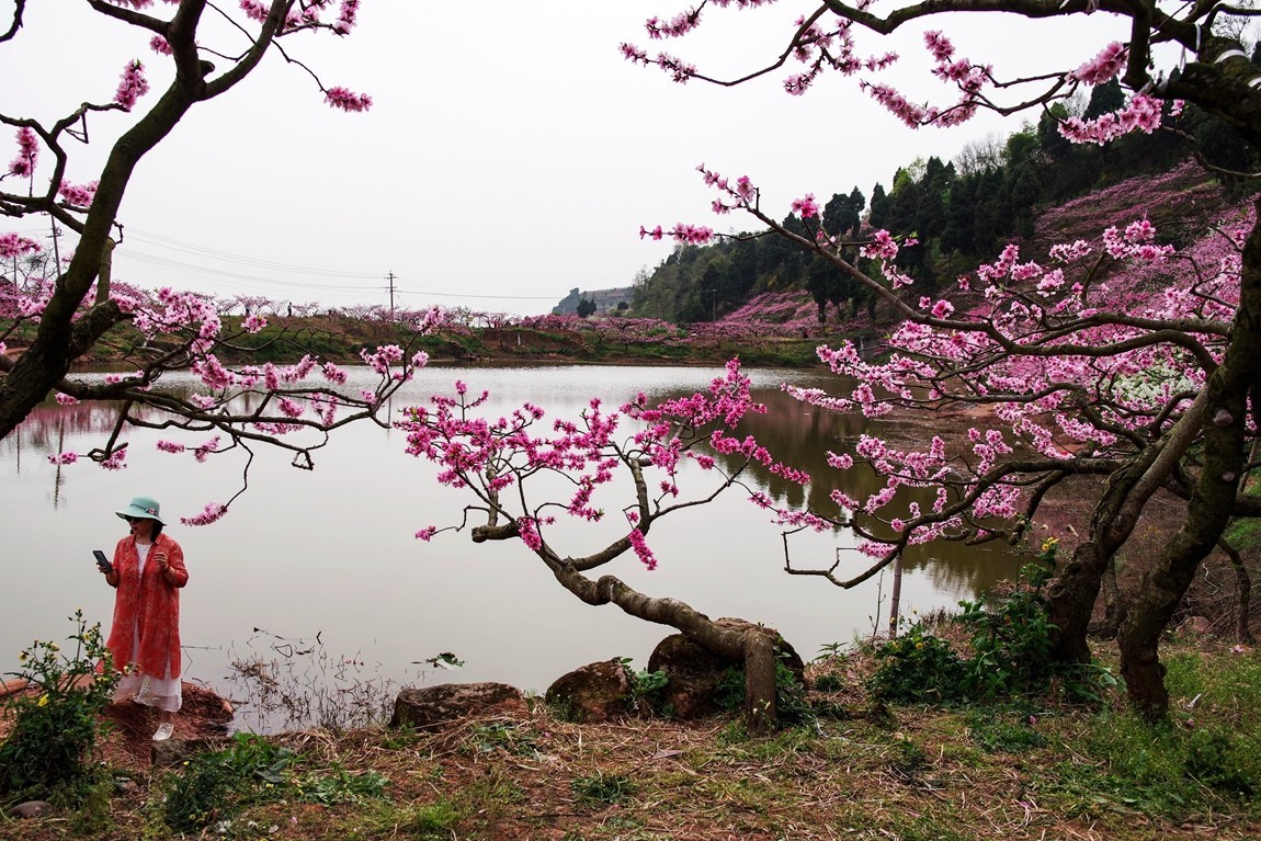 春日探访成都龙泉桃花沟【5】