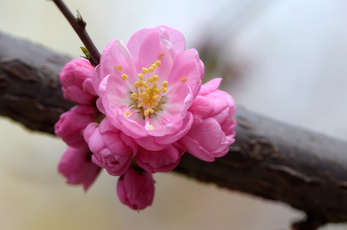 战胜疫情 不负春光