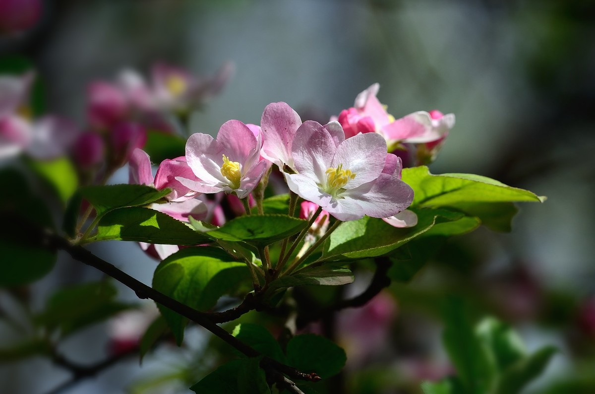 战胜疫情 不负春光