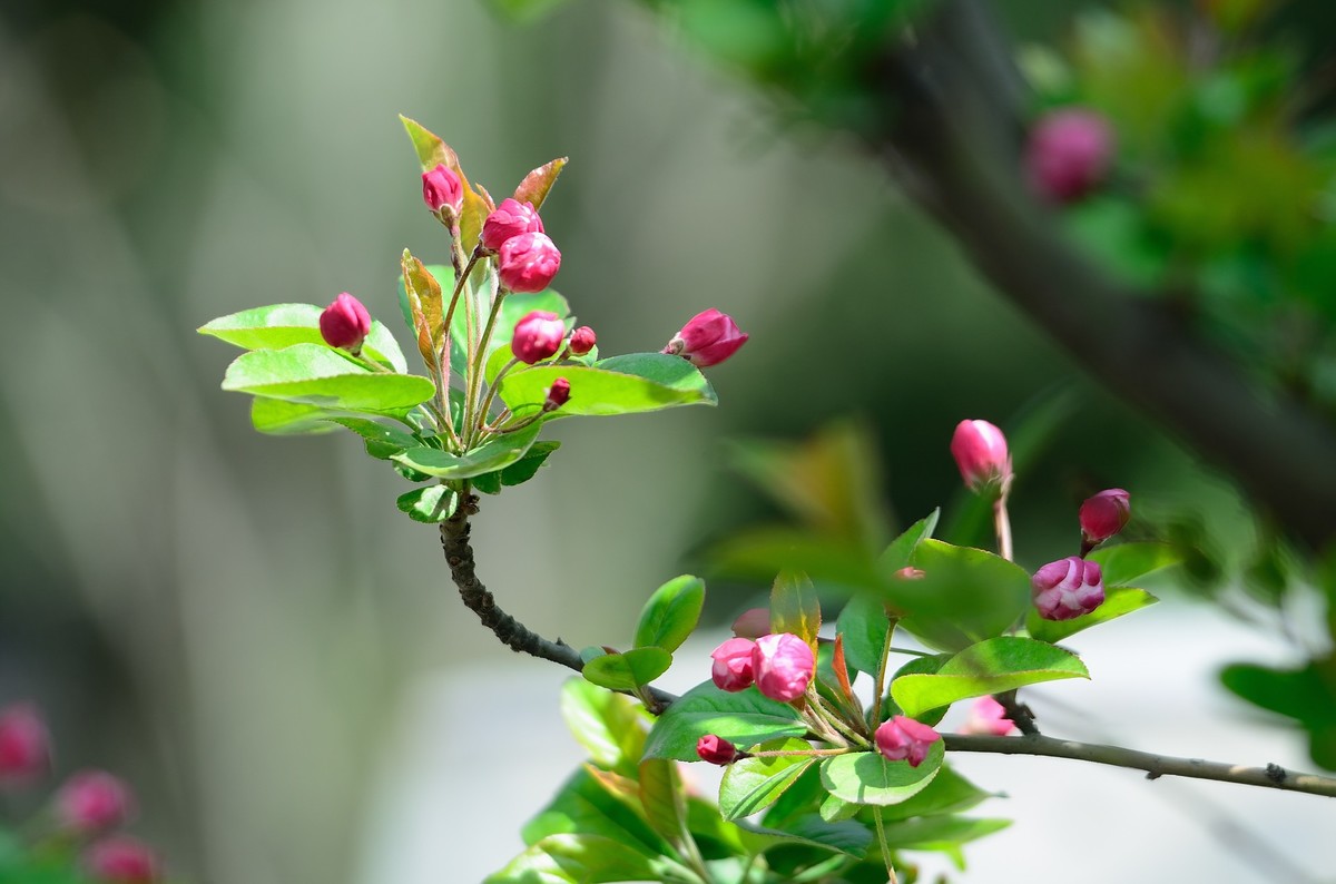战胜疫情 不负春光