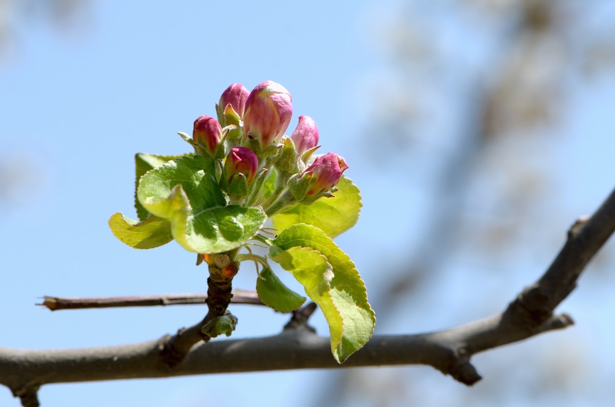 战胜疫情 不负春光