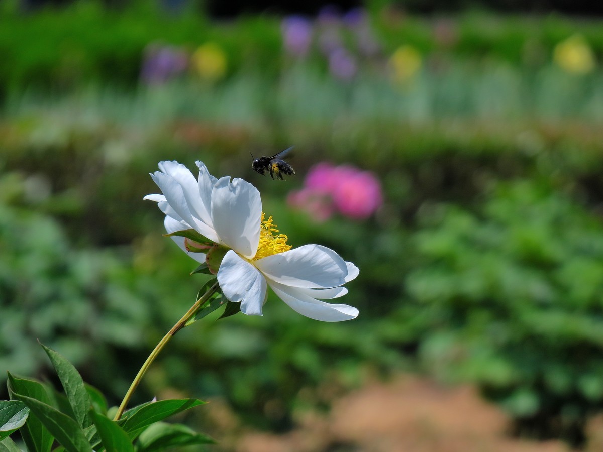 芍    药