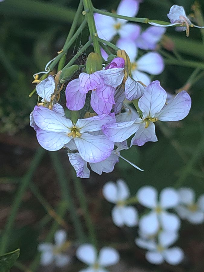 花卉系列【4170】