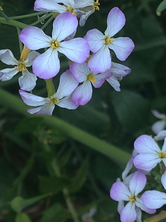 花卉系列【4170】