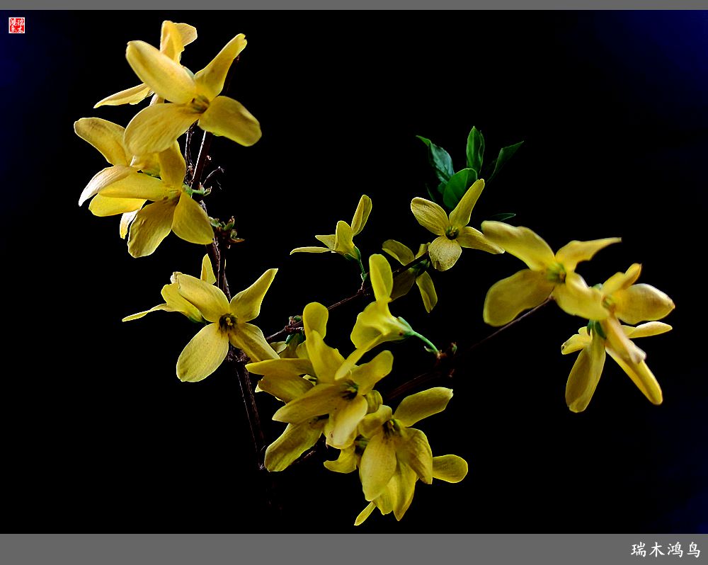 【2023之花季】迎春花开报春来