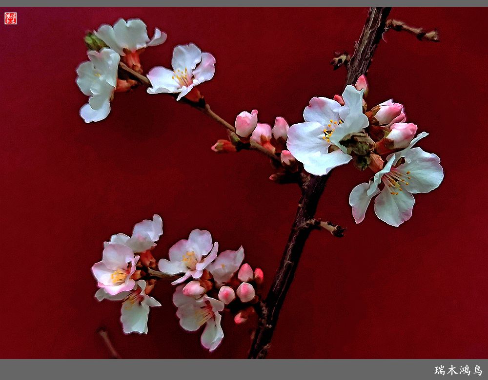 【2023之花季】迎春花开报春来