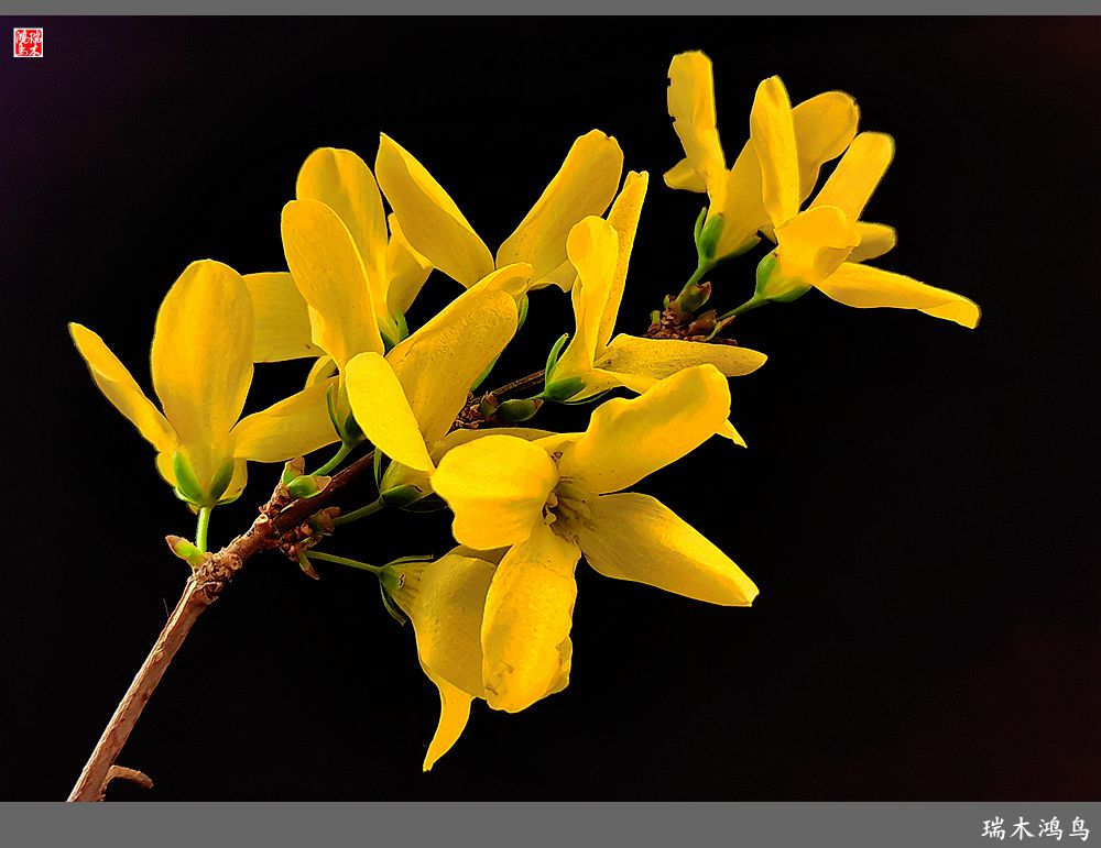 【2023之花季】迎春花开报春来