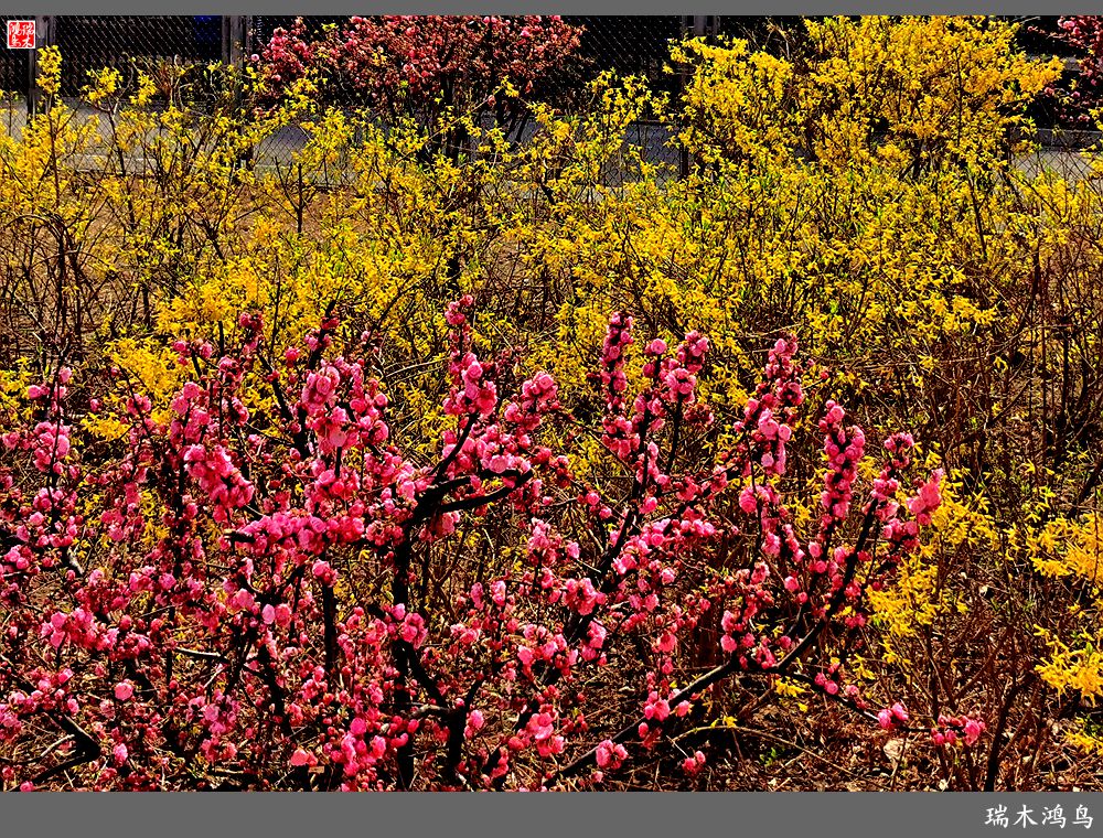 【2023之花季】迎春花开报春来