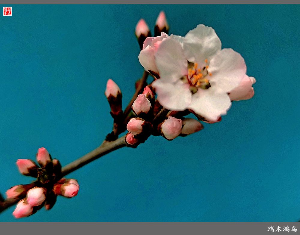 【2023之花季】迎春花开报春来