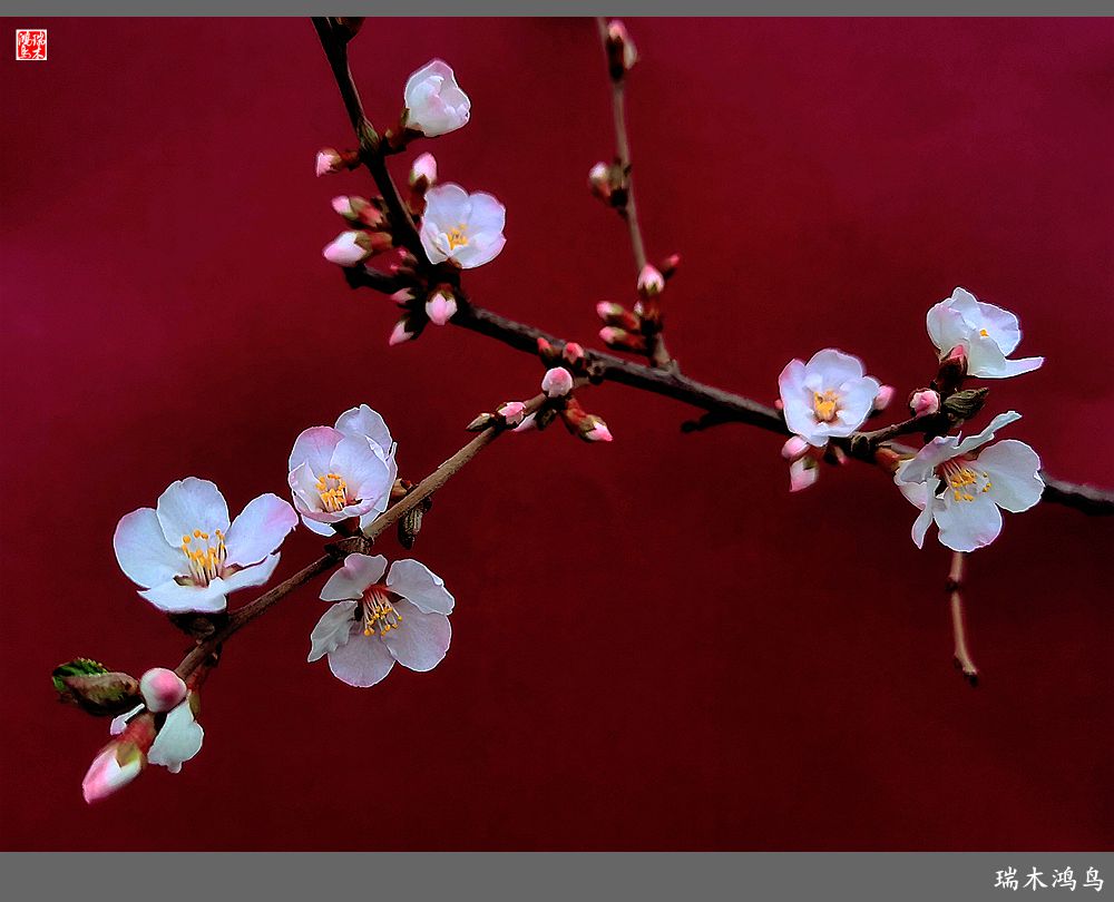 【2023之花季】迎春花开报春来