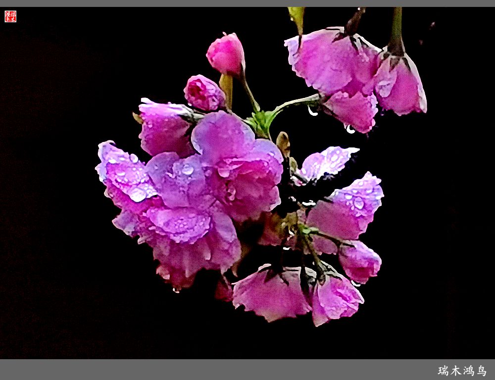 【2023之花季】迎春花开报春来