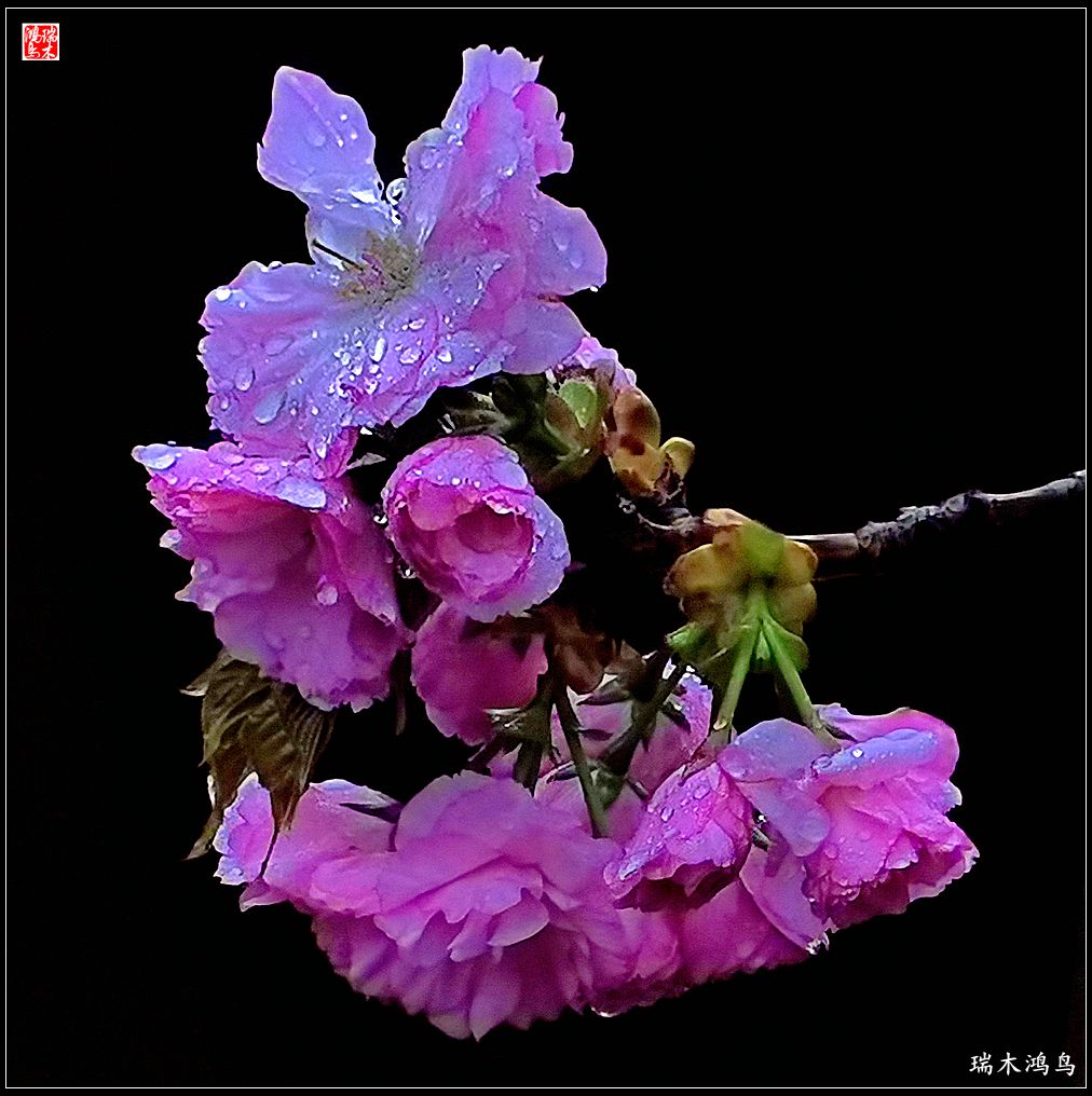 【2023之花季】迎春花开报春来