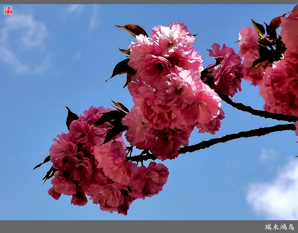 【2023之花季】迎春花开报春来