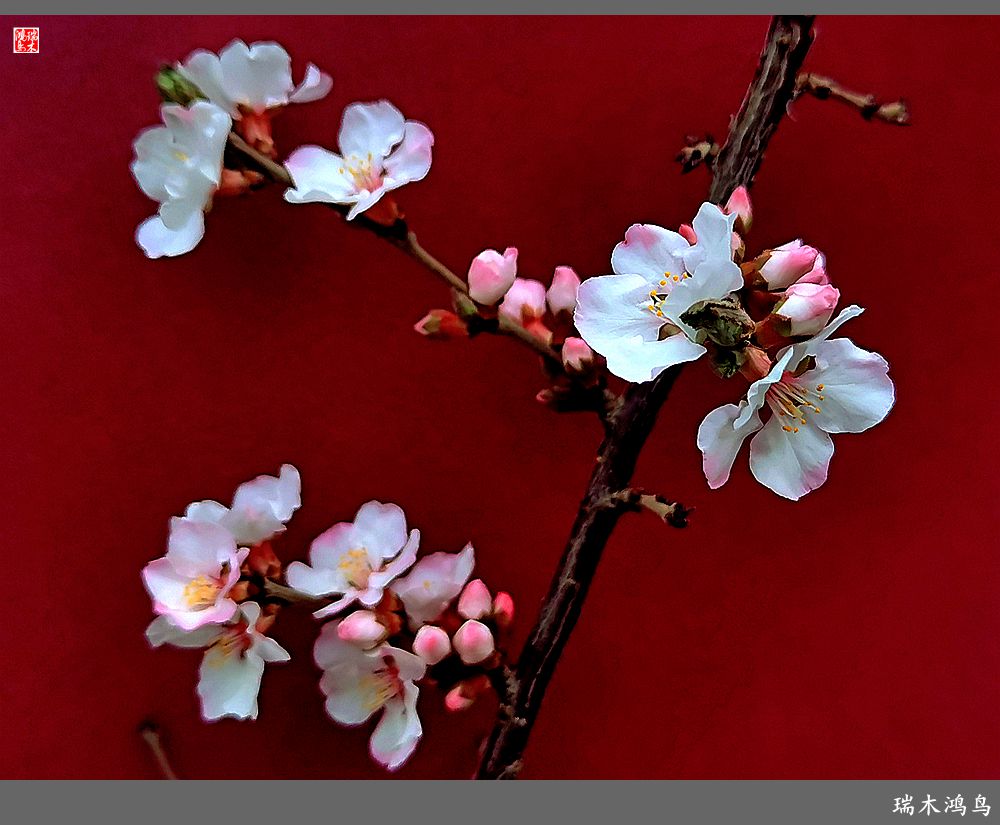 【2023之花季】迎春花开报春来