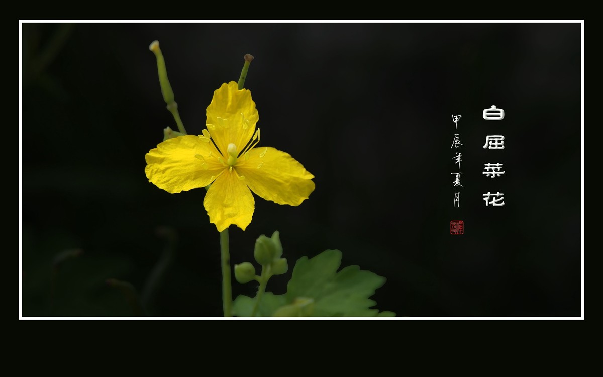 金灿灿的白屈菜花