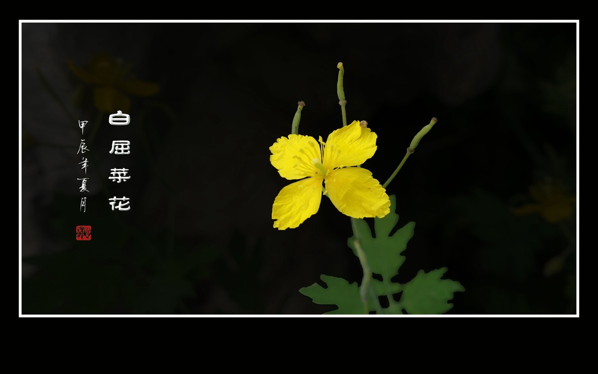 金灿灿的白屈菜花