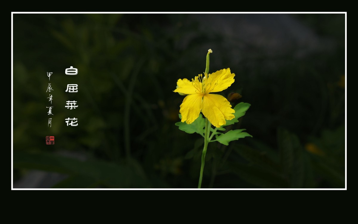 金灿灿的白屈菜花