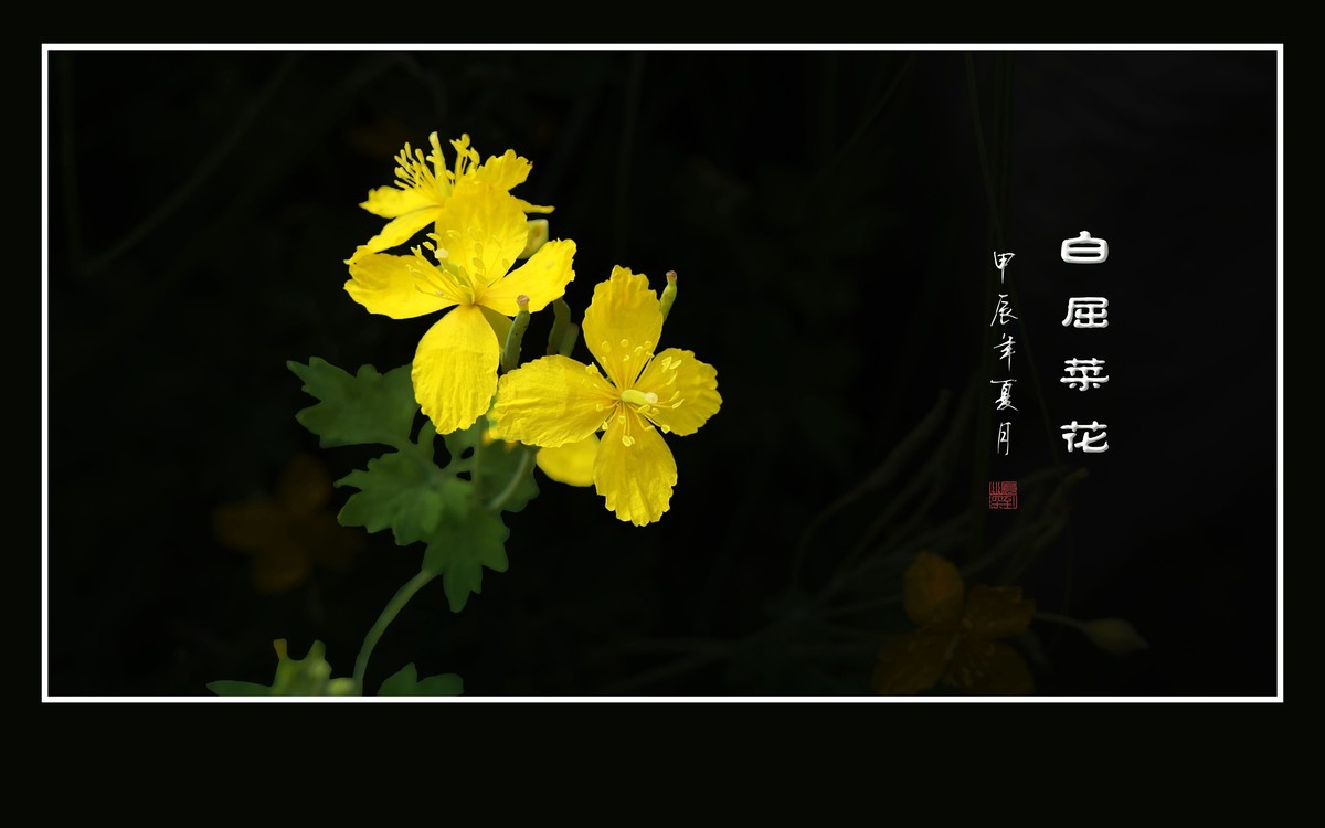 金灿灿的白屈菜花