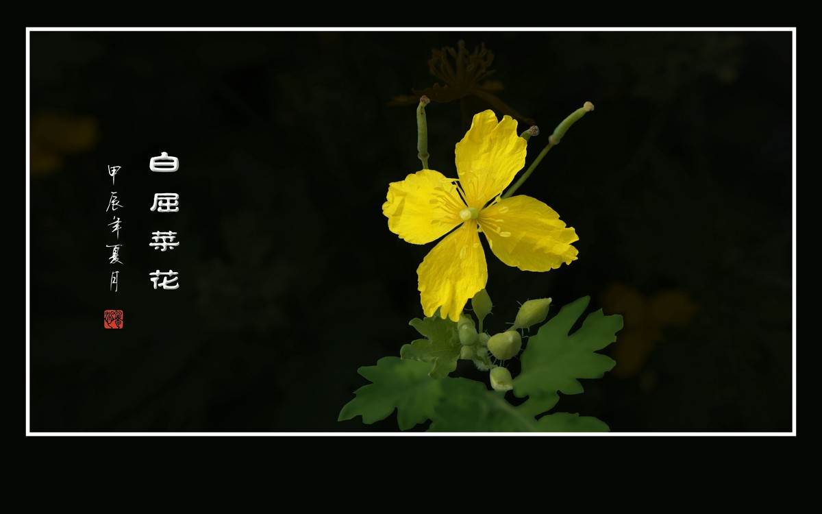 金灿灿的白屈菜花