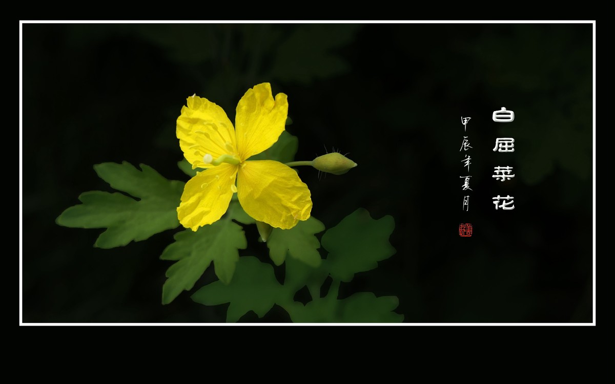 金灿灿的白屈菜花