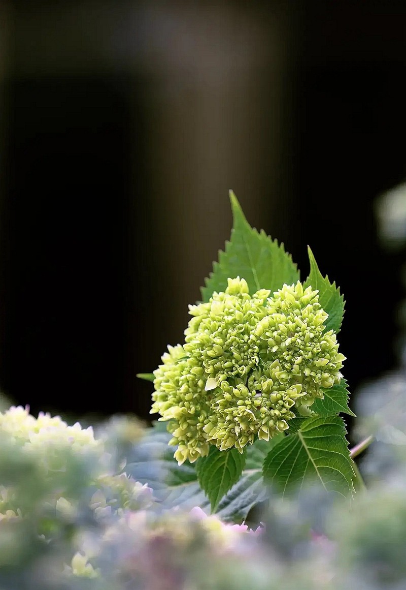 昆明斗南花市---绣球花1