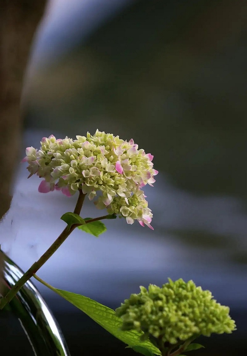 昆明斗南花市---绣球花1