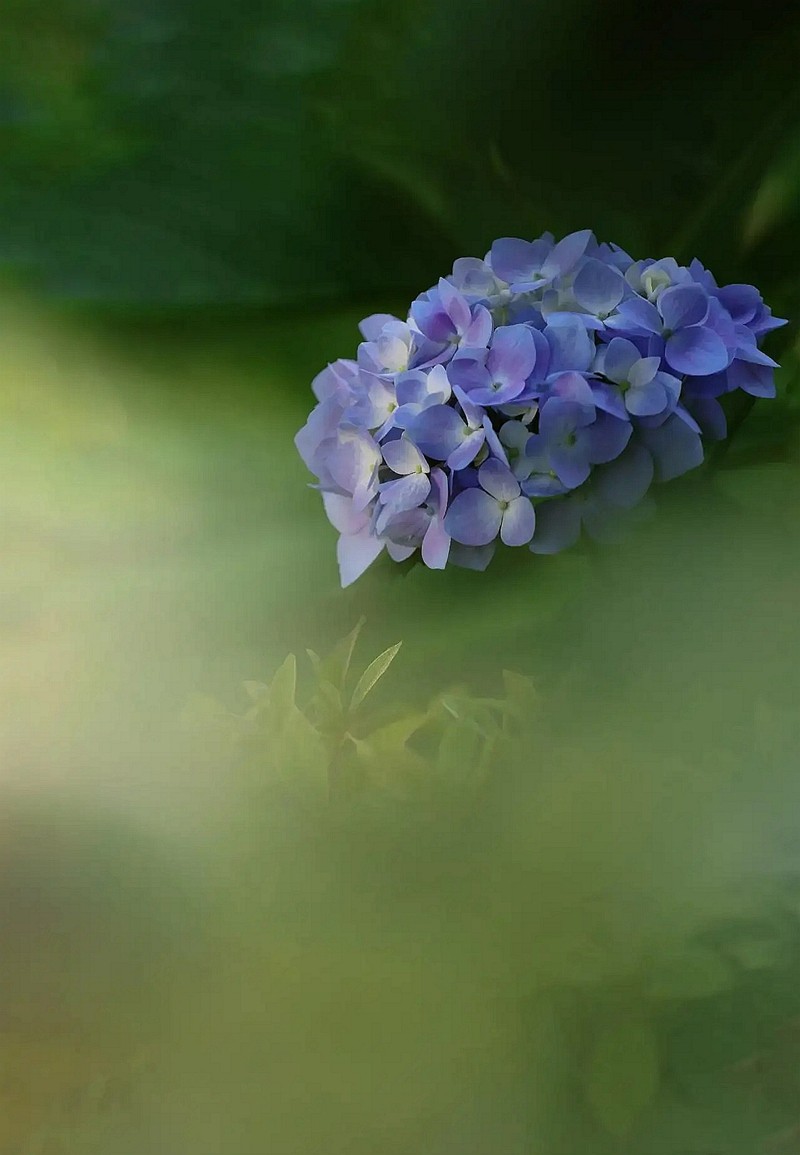 昆明斗南花市---绣球花1