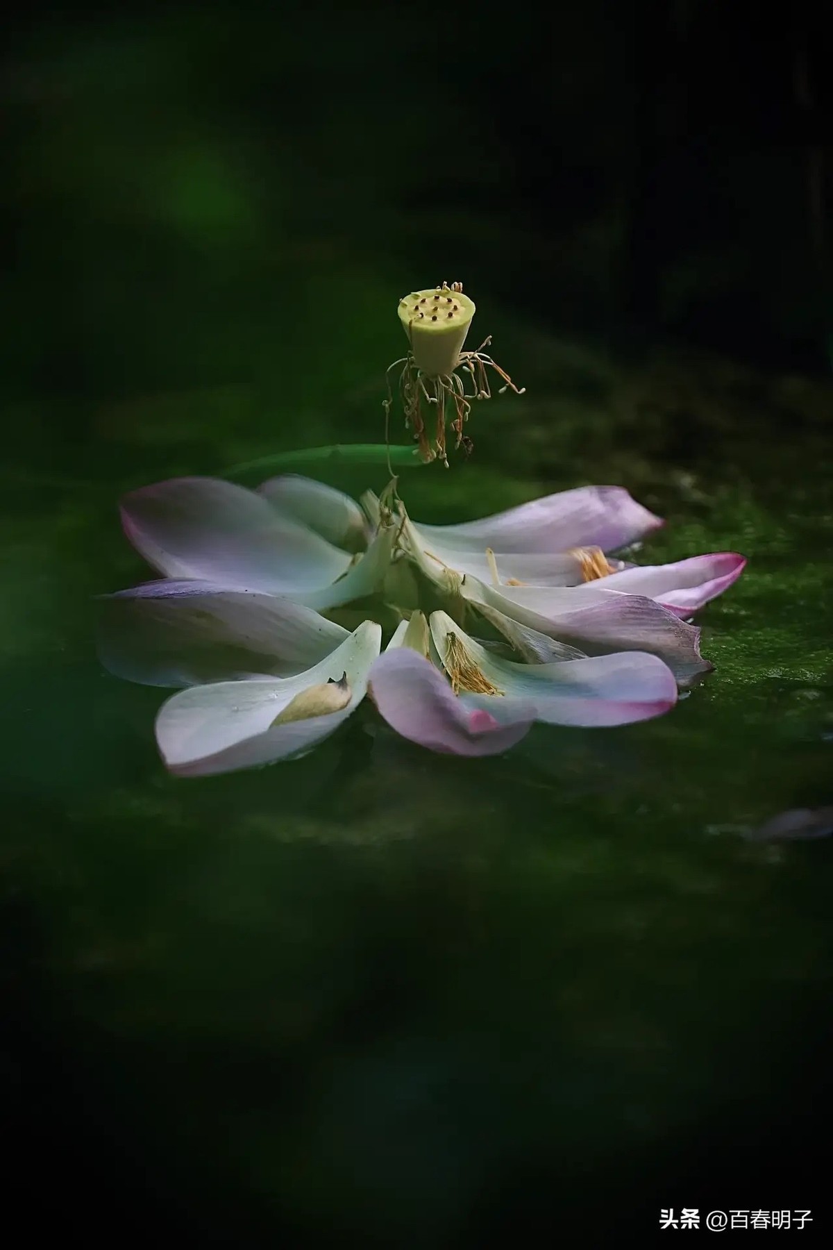 花红还需绿叶配