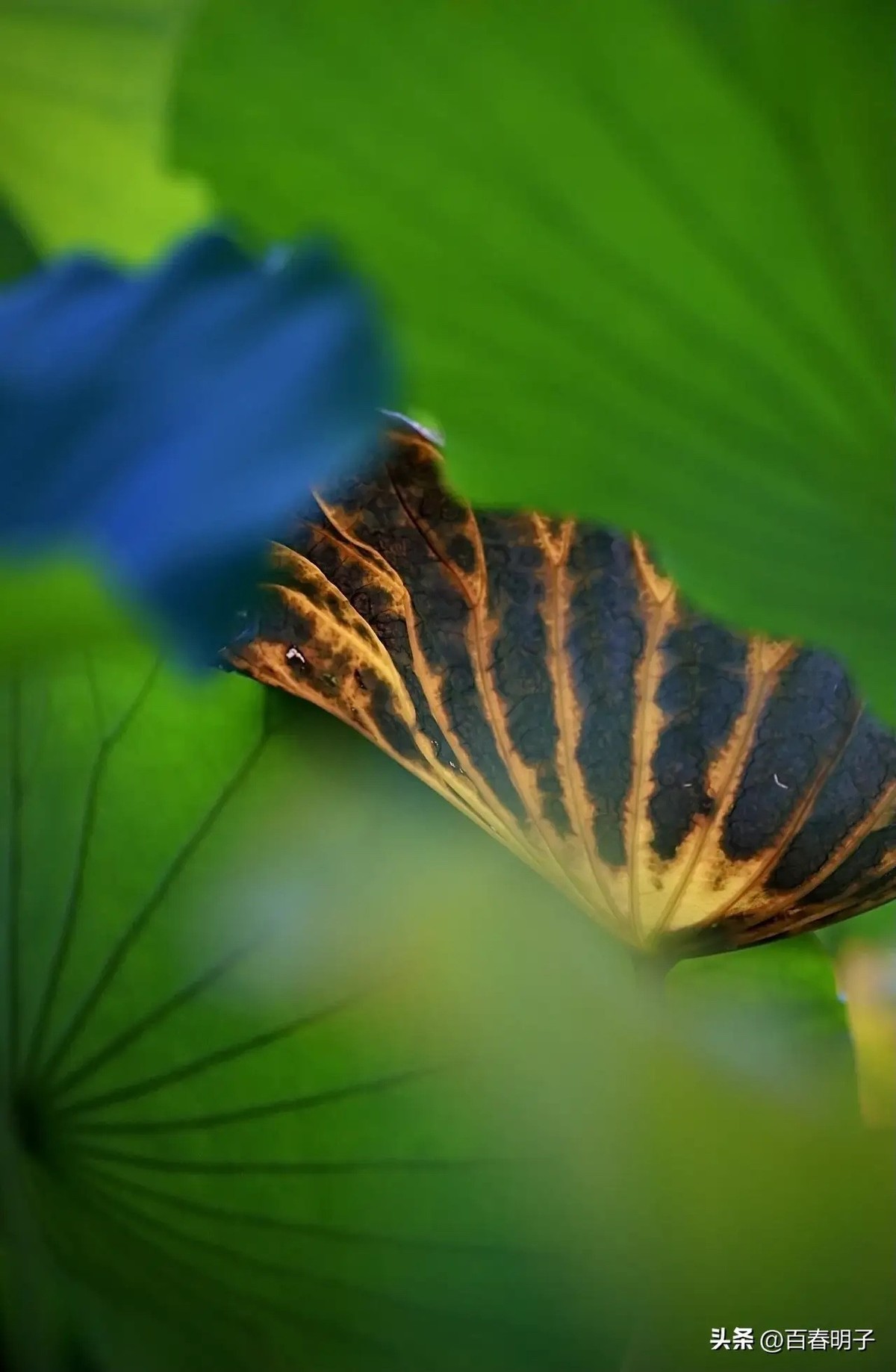 花红还需绿叶配