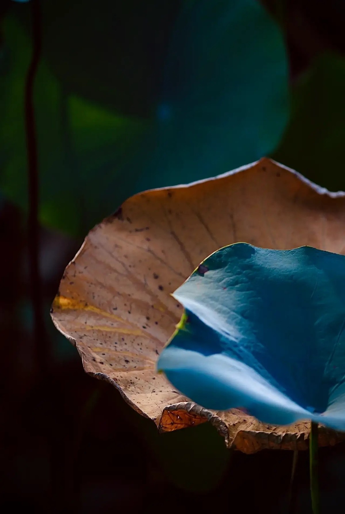 花红还需绿叶配