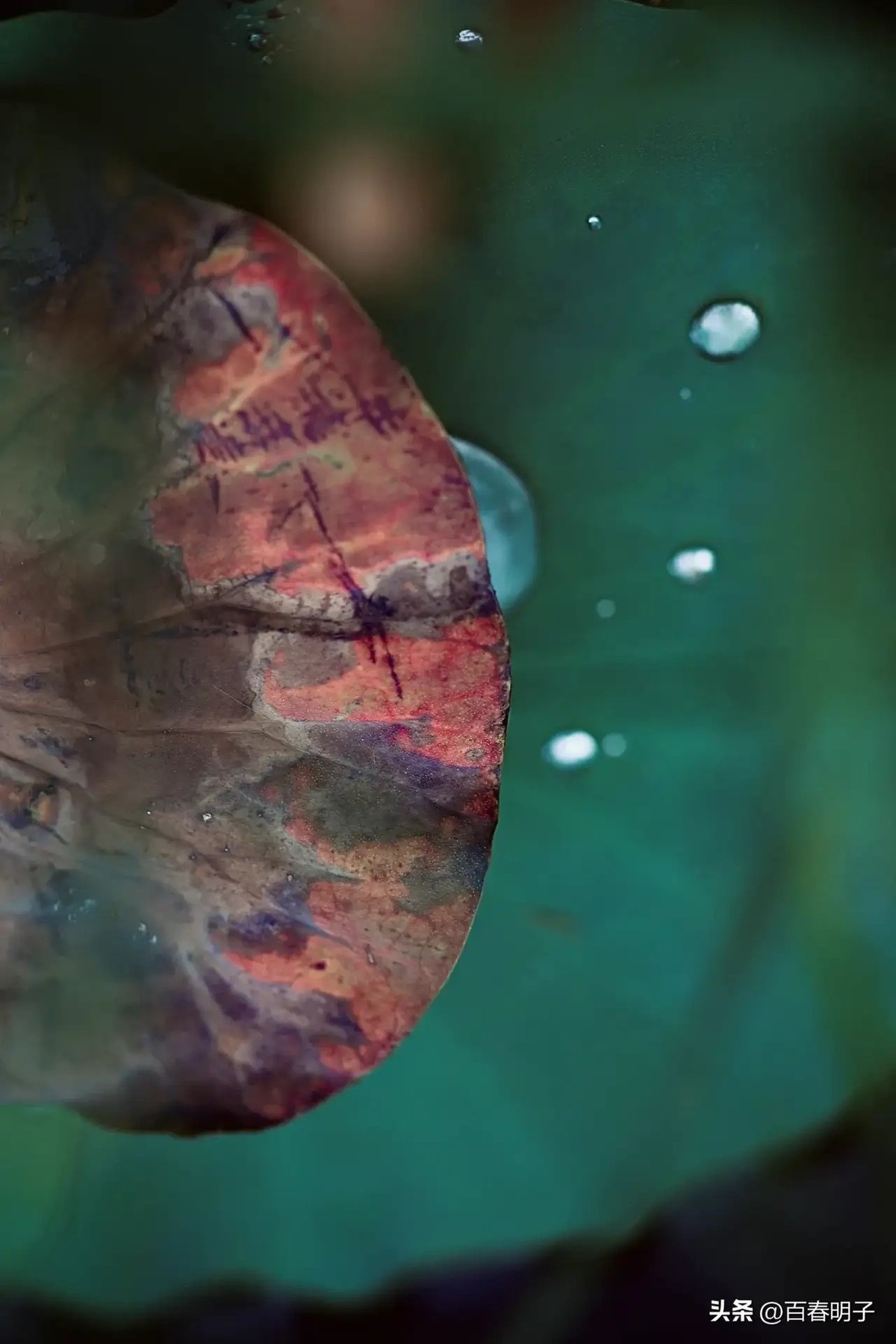 花红还需绿叶配