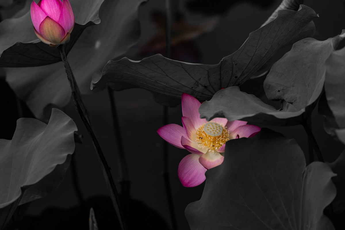 花枝招展（210）