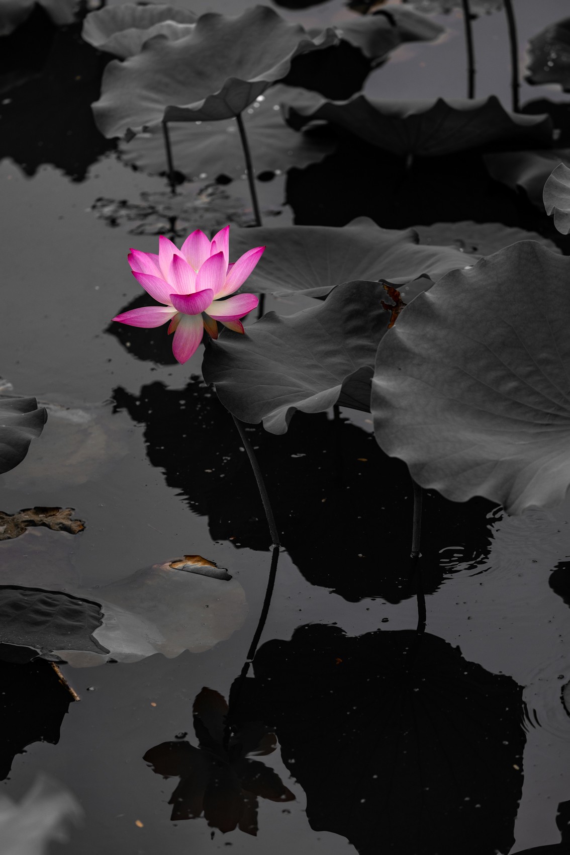 花枝招展（210）