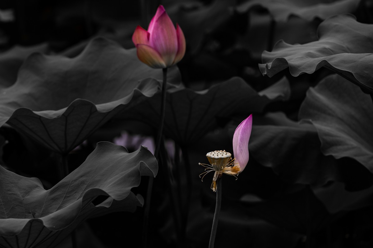 花枝招展（210）