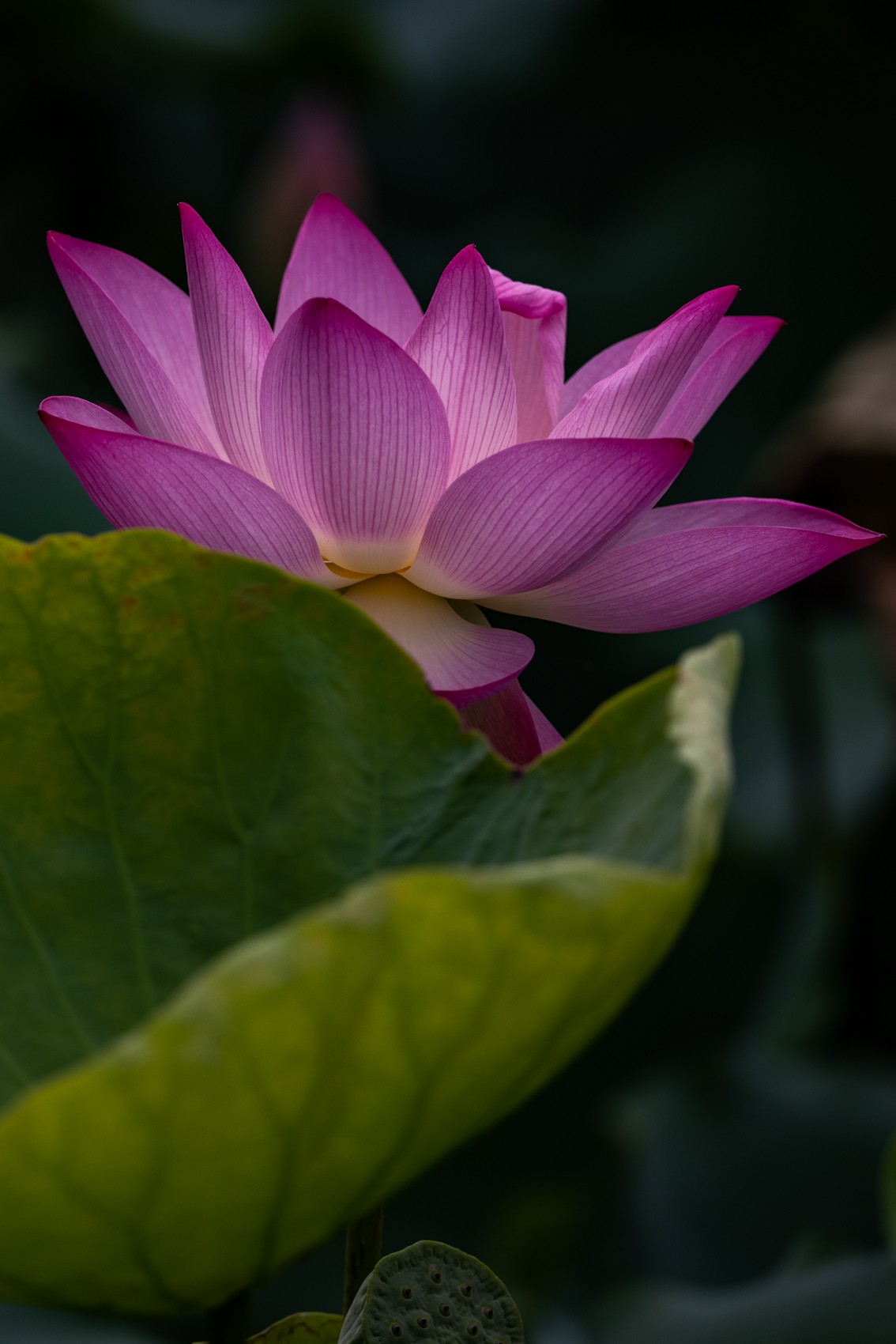 花枝招展（210）