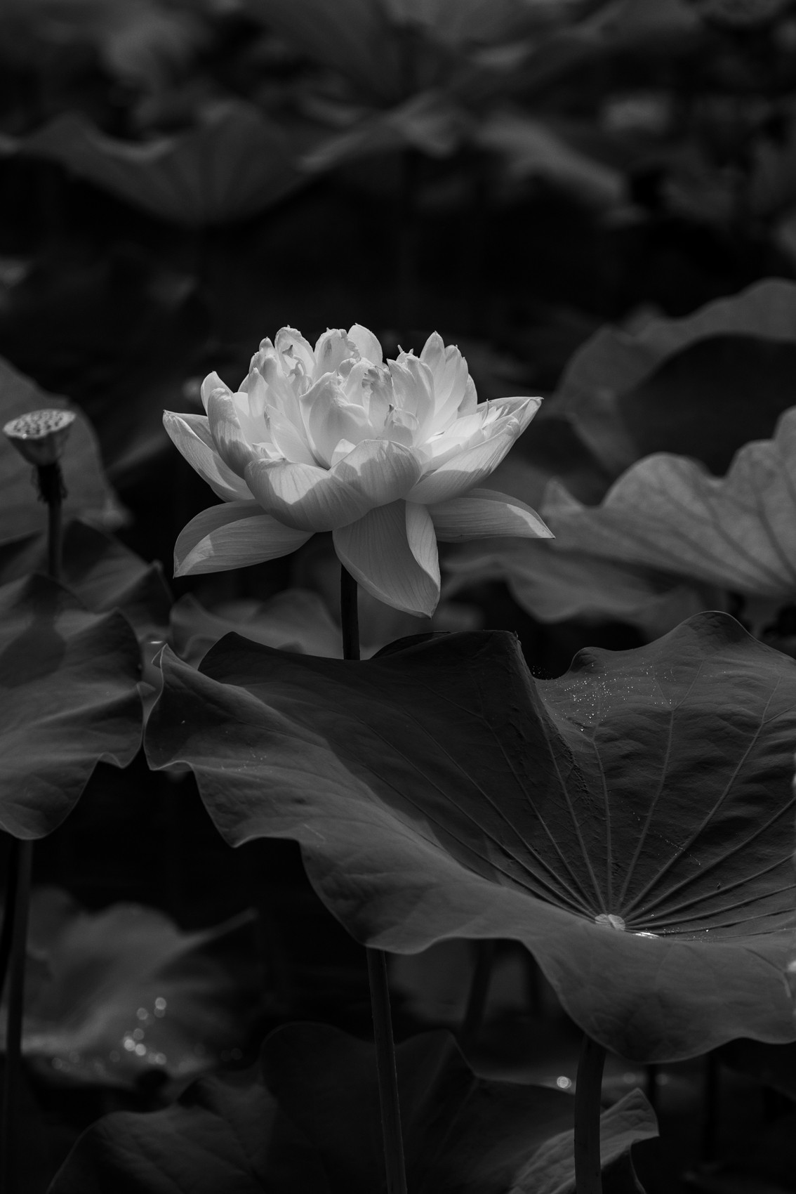 花枝招展（210）