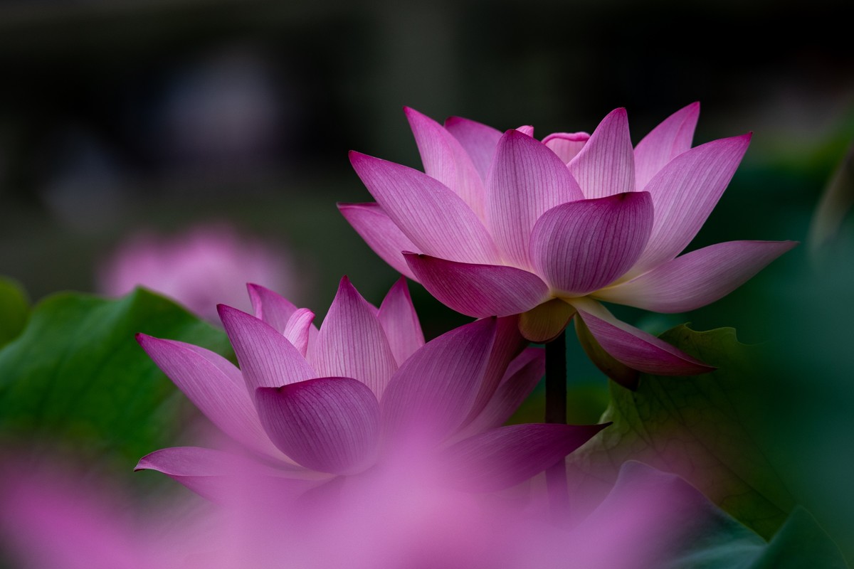 花枝招展（210）