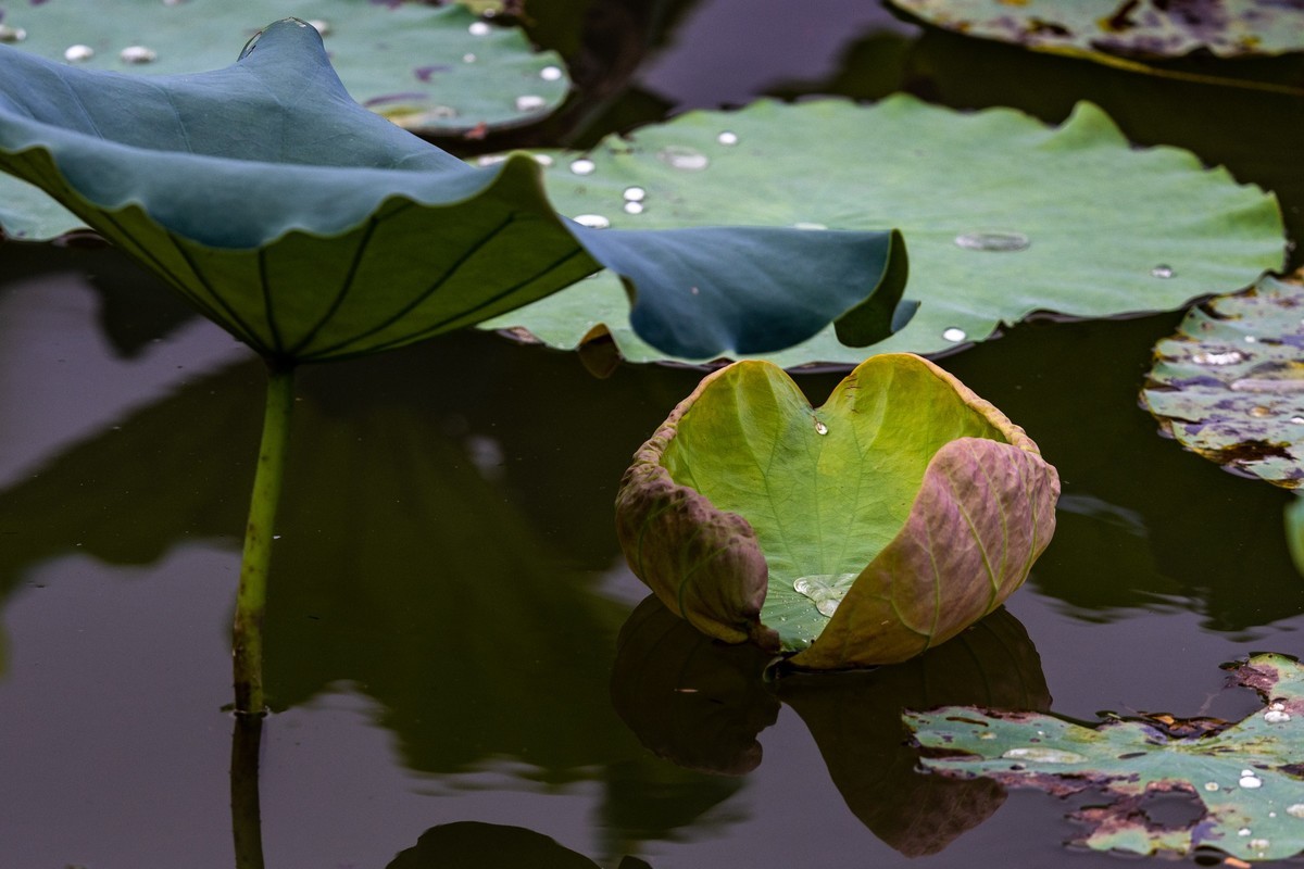 花枝招展（210）
