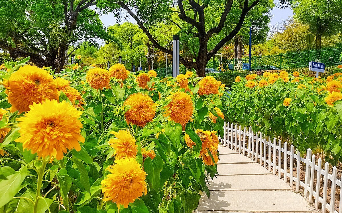 番禺东环的葵花