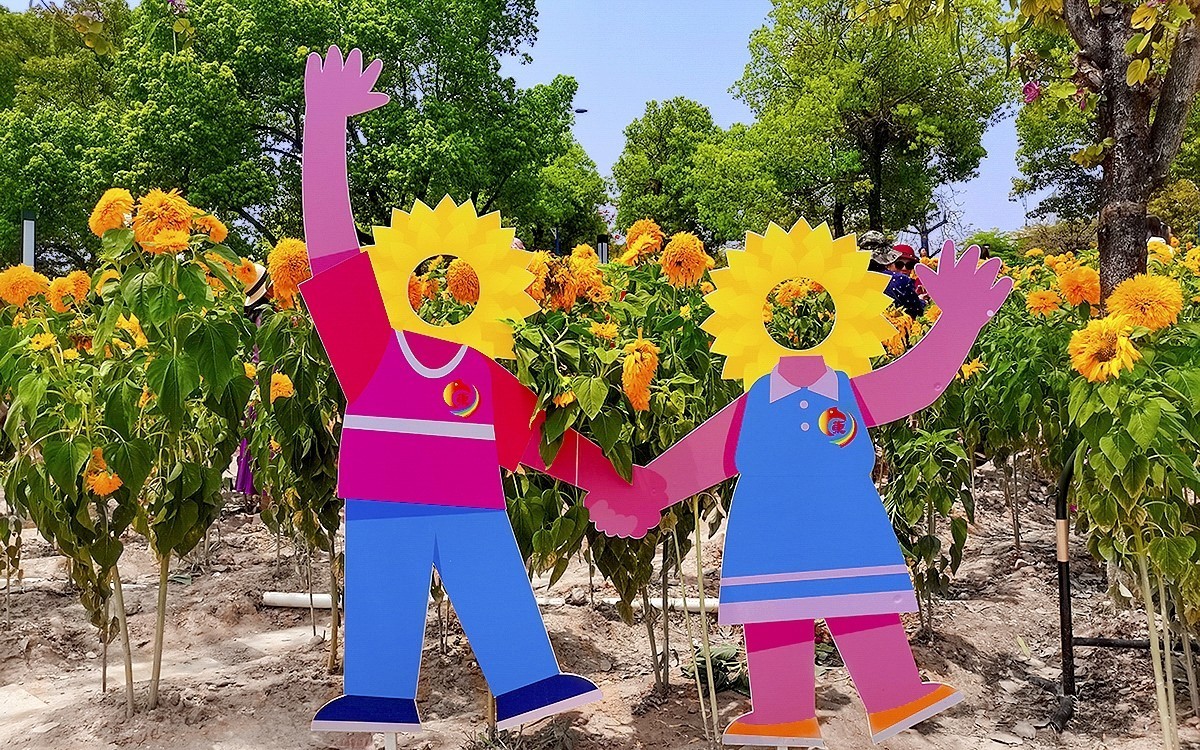 番禺东环的葵花