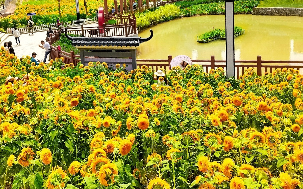番禺东环的葵花