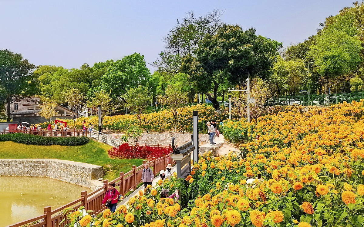 番禺东环的葵花