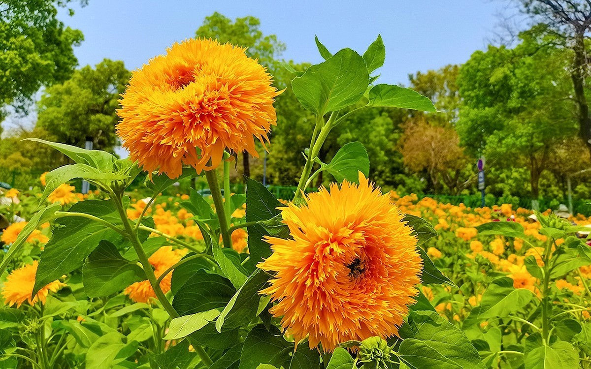 番禺东环的葵花