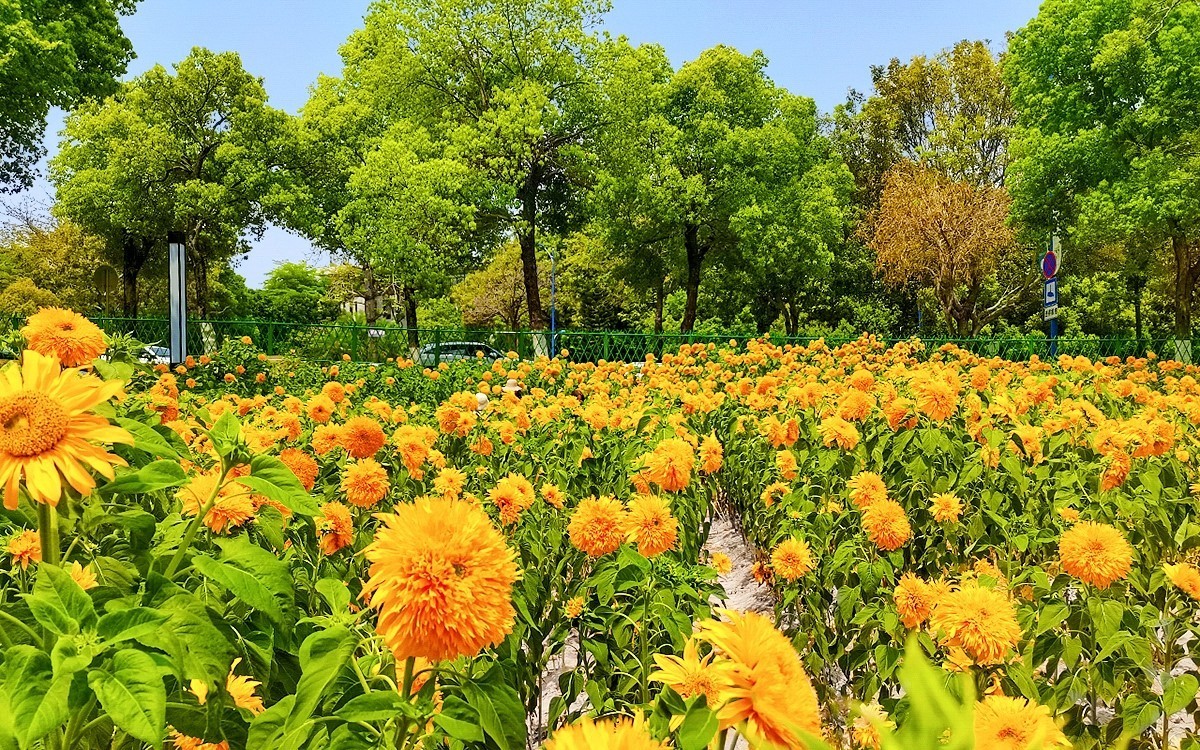 番禺东环的葵花