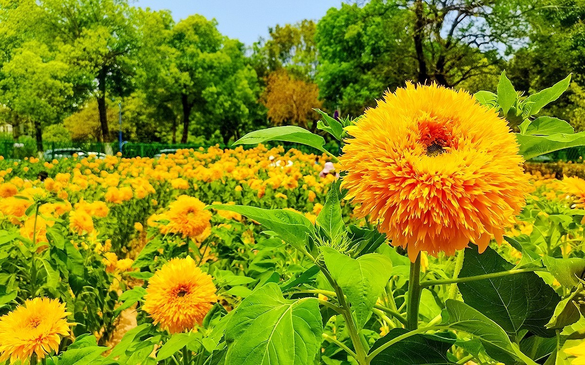 番禺东环的葵花