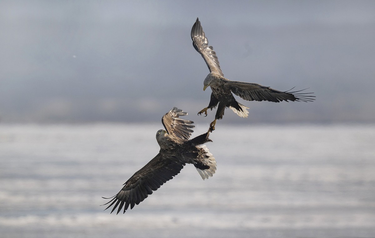 白尾海雕自相争斗
