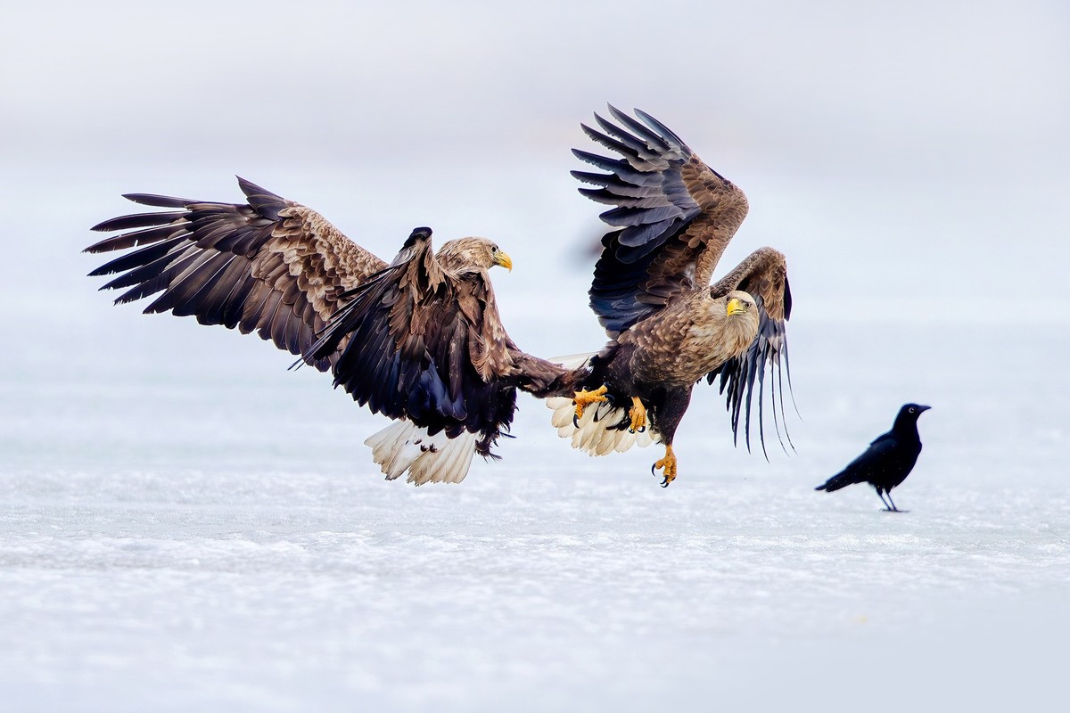 白尾海雕自相争斗