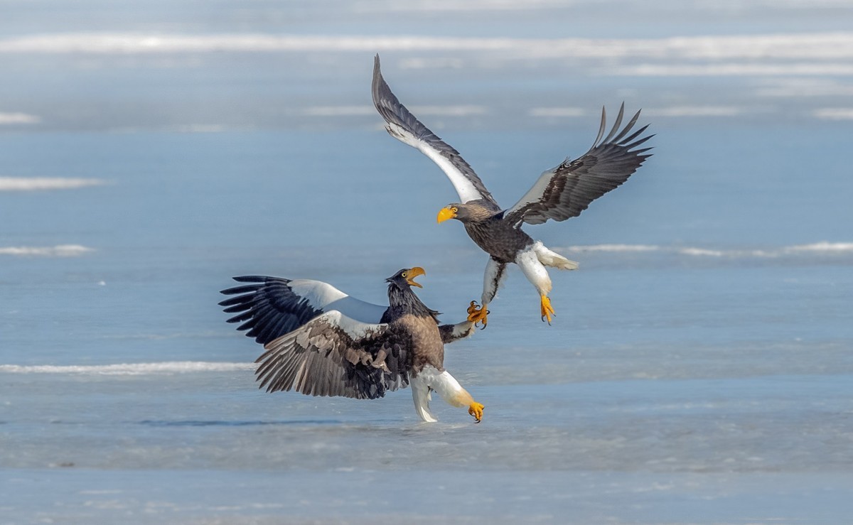 白尾海雕自相争斗